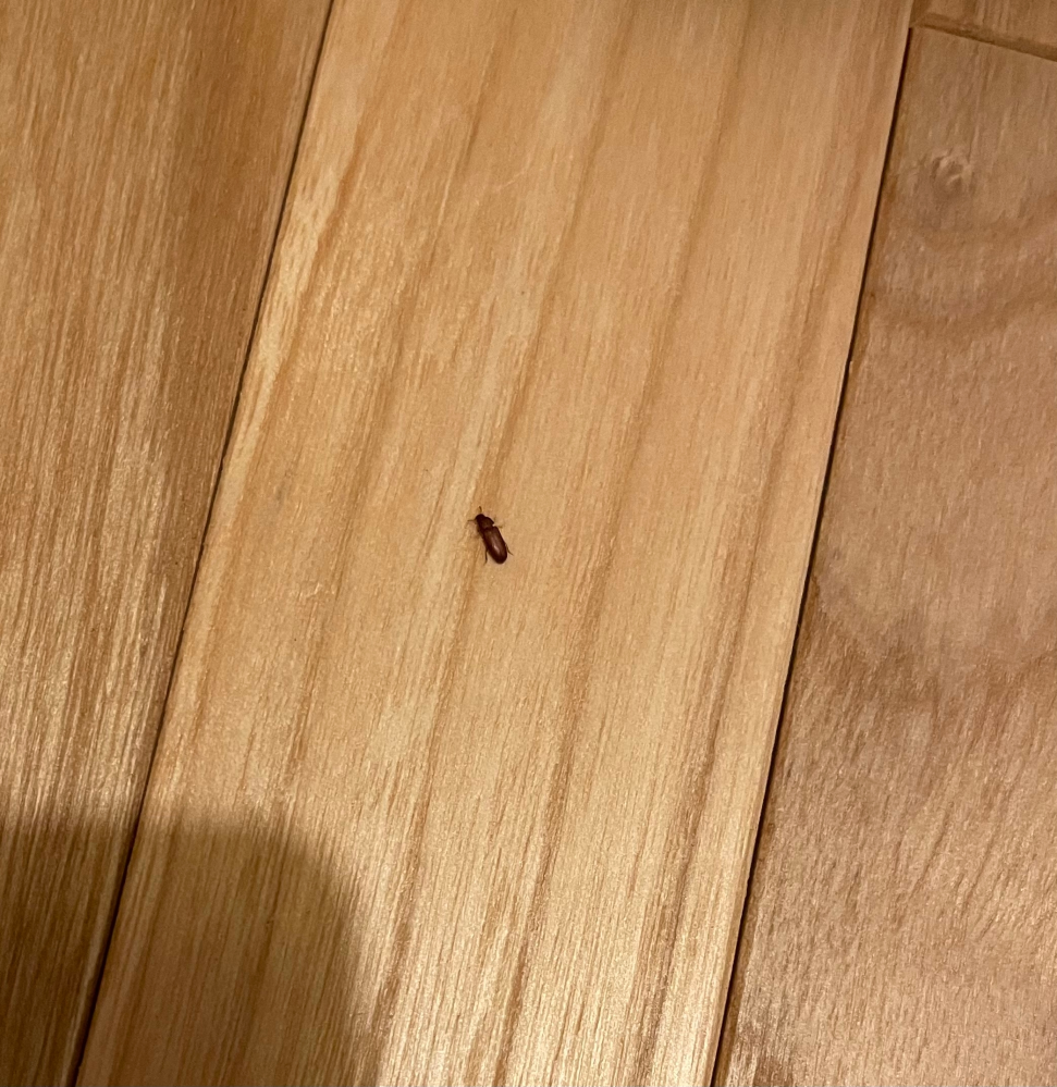 この虫は何という虫ですか？ 写真見づらくて、申し訳ありませんが、分かる方がいらっしゃったら教えてください。 家に何匹かいて、サイズは2mmくらいです。 体は硬くて、羽がありました。 米粒を小さくしたような体型です。 色は茶色ぽいです。