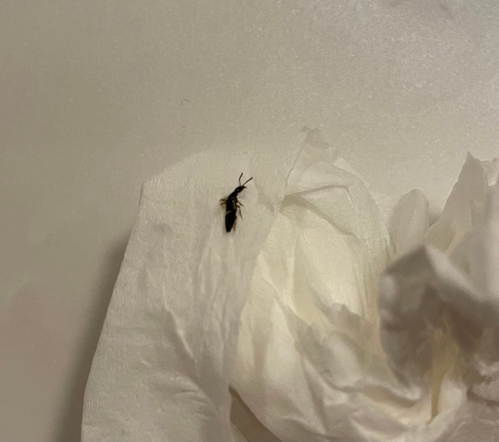 この虫はなんでしょうか？ アリのようにも見えますが、アリよりは少し大きかったです。 潰しても死なずに動いてました。 子供も小さいため、大量に発生するのであれば駆除をしたいので回答宜しくお願い致します。