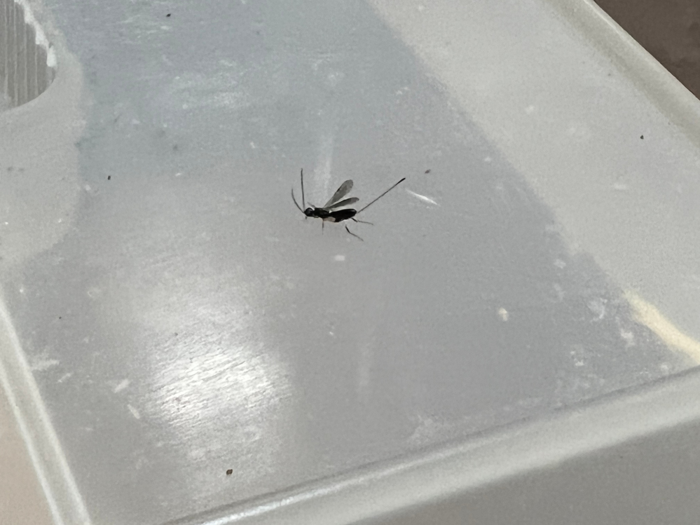 この虫は何と言う虫ですか？部屋の壁にくっついてました。