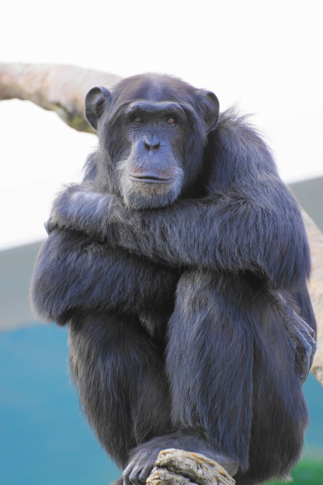 仮に、仮にですよ。 動物園の檻が壊れたとして、1番怖い動物はなんでか？ チンパンジーですか？ 友達は、猿の惑星を観てからチンパンジーと言ってます。(=_=&)