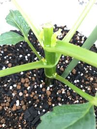 ダリアの脇芽が黒くなってしまいました 病気でしょうか 害虫 Yahoo 知恵袋