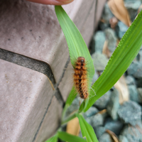 この毛虫は何か分かりますか 川に遊びに行って帰ってきたらカバンの中にいまし Yahoo 知恵袋