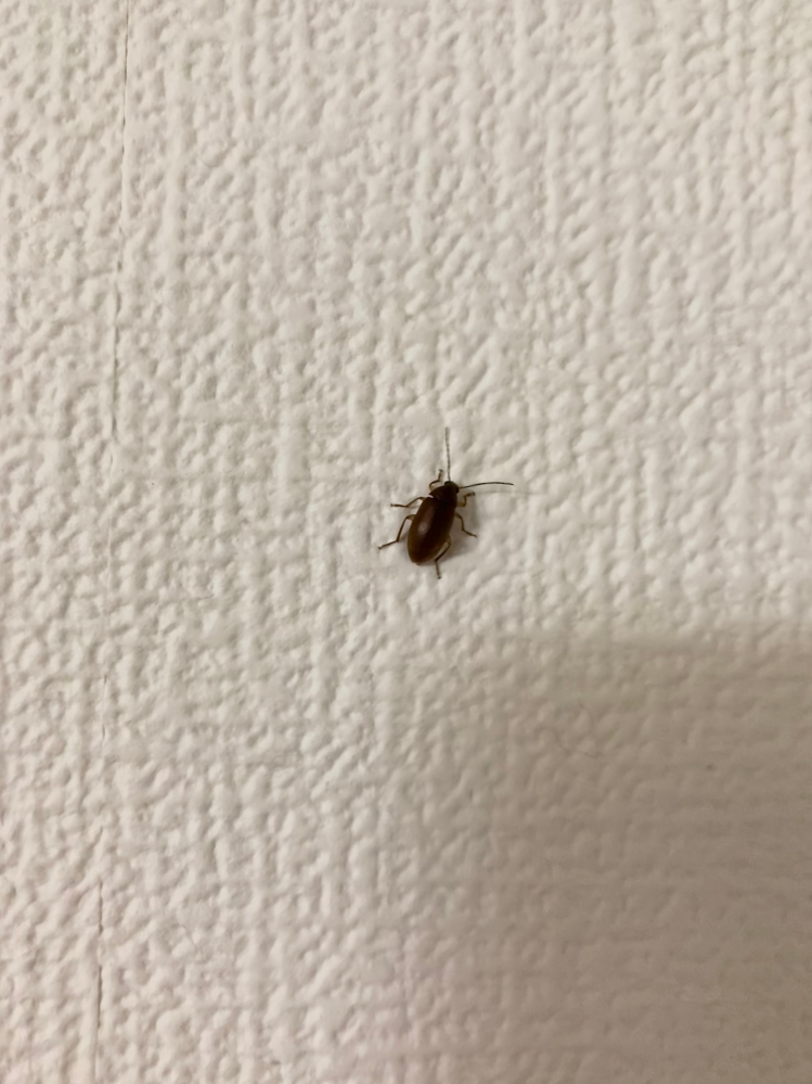 虫に詳しい方教えて下さい。ここ数日部屋にゴキブリに似たような虫が壁や天井にいます。子供もいるので不安です。 正体を教えていただけると幸いです。