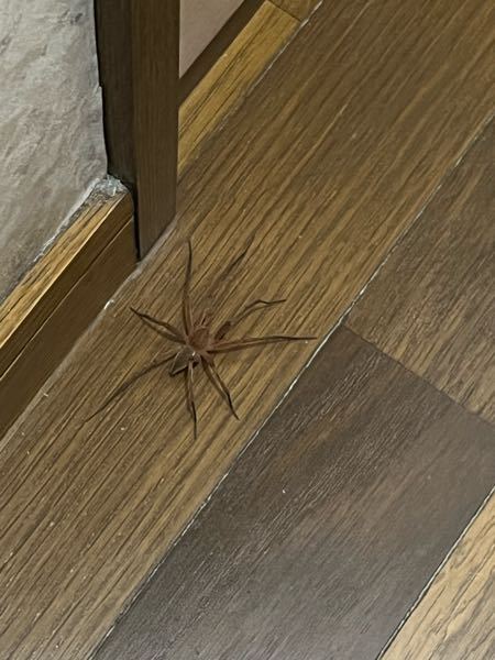 大至急！ 突如として家の中に現れました。 この蜘蛛の名前を教えてください。 毒性はありますか？ 怖いです