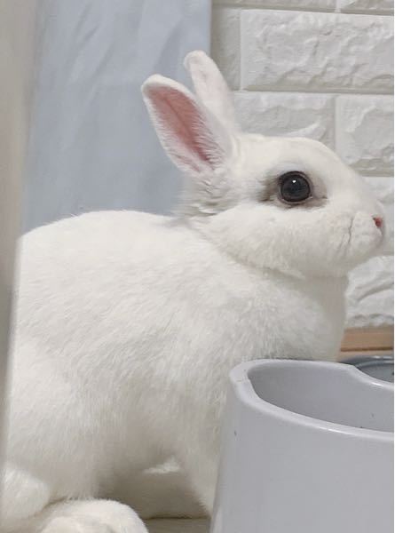 うさぎ飼いさんアドバイスください 姉が結婚して家を出ました飼 Yahoo 知恵袋