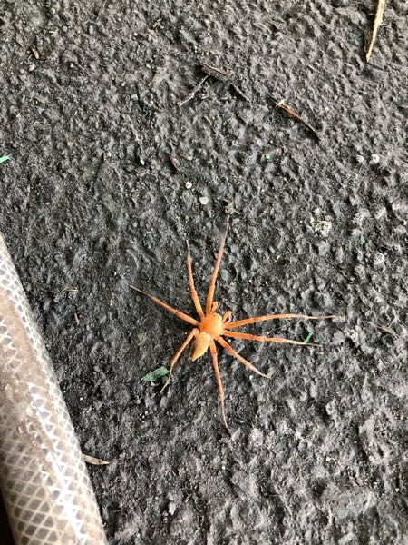 この蜘蛛の名前を教えください。
