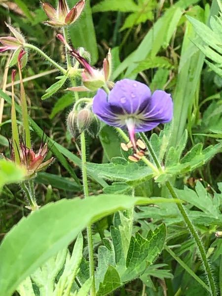 この花の名前を教えてください。 入笠山の湿原で撮影しました。