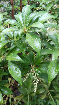 この樹木の名前が知りたいです 葉っぱの大きさは1枚7 8cmあり重なりあっ Yahoo 知恵袋