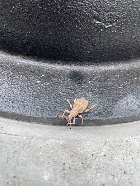 この虫の名前を教えてください！