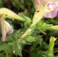 ペチュニアについて質問です 最近暑くなってきたからか ペチュニアの葉や花に Yahoo 知恵袋