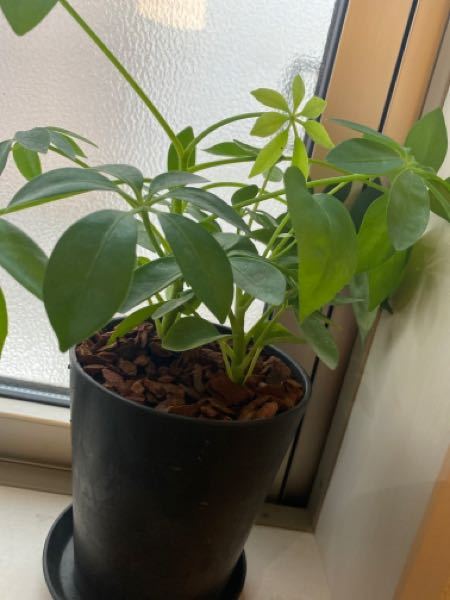 観葉植物に詳しい方お願いします これはパキラですか 100均で以前買 Yahoo 知恵袋