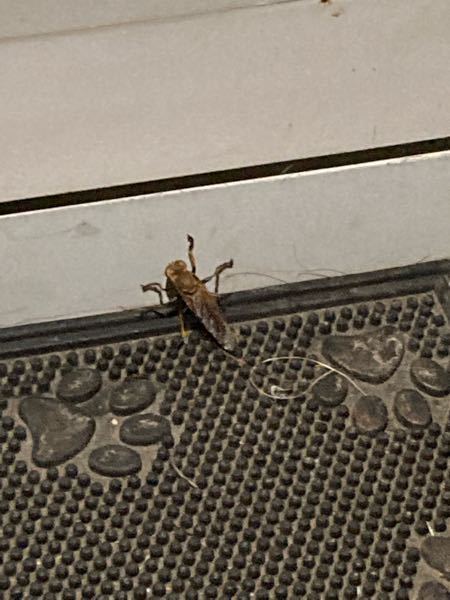 虫に詳しい方教えてください！！ こいつはなんて虫ですか？ 夜中に家の玄関の縁にいたんですけど これアシナガハチとか蜂の仲間ですか？ 刺してきたりしますか？ バチバチ羽音が凄かったです。 回答...