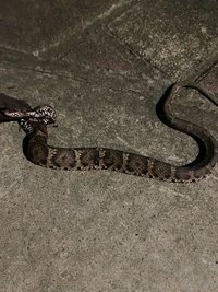 先日家の近くで発見しました これはマムシですかそれでもアオダイショウの子供 Yahoo 知恵袋