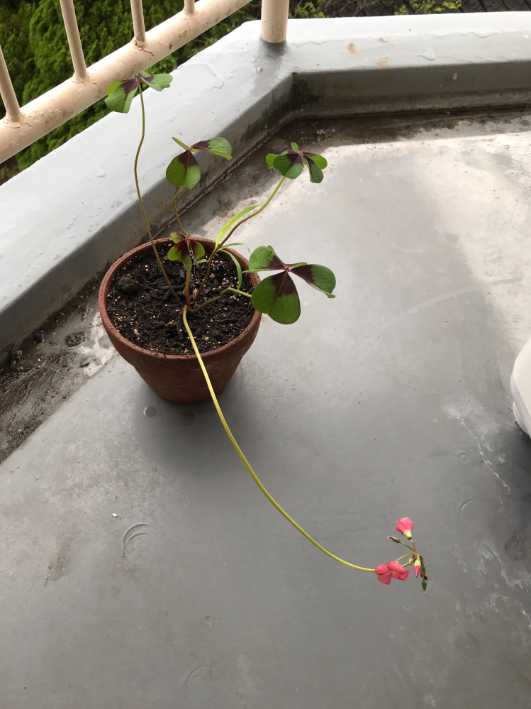 オキザリスアイアンクロスを育てています。 6月2日に種をもらって植えましたが、時期が遅すぎたのかこのような状態です。 これはちゃんと育っていますか? もう少し姿を美しくしたいのですがどうすればいいでしょうか?