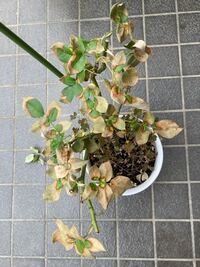 こんにちは バラの木が枯れかかっています 付近のバラも葉っぱが茶色 Yahoo 知恵袋