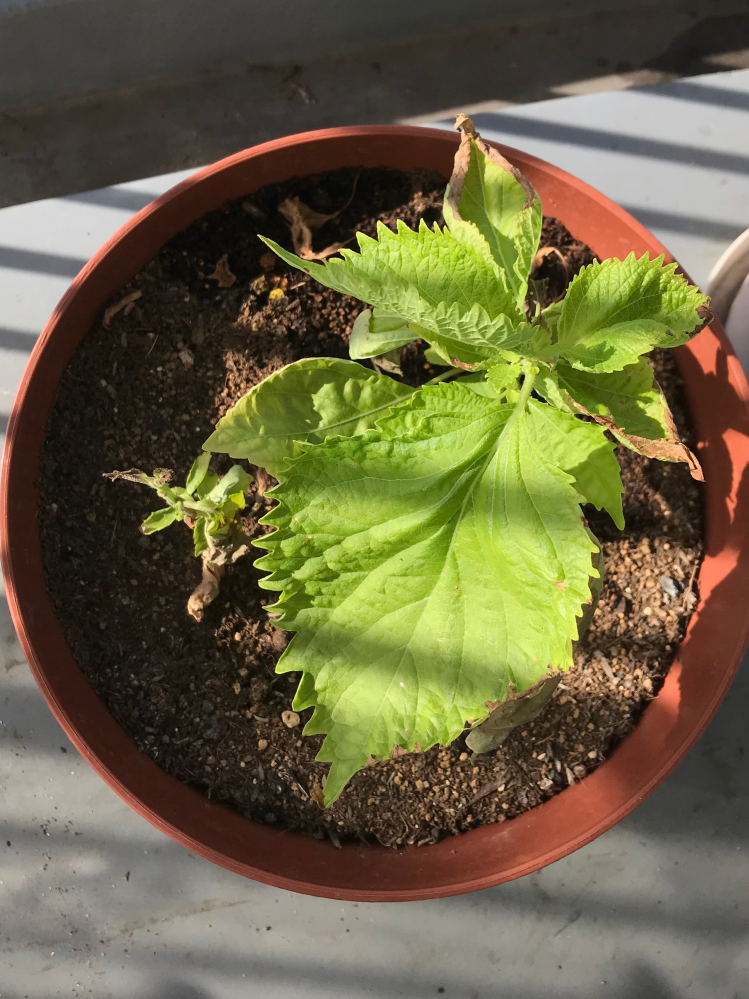 大葉病気でしょうか 数週間前からベランダで栽培している大葉の縁が Yahoo 知恵袋