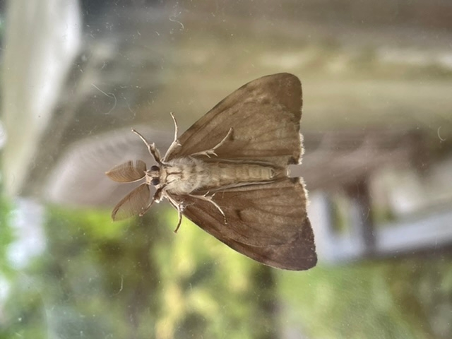 この蛾の名前を教えてください。 お腹からの写真しかなく、背中の写真はありません… 体長は2〜2.5cmくらいです。 よろしくお願いします