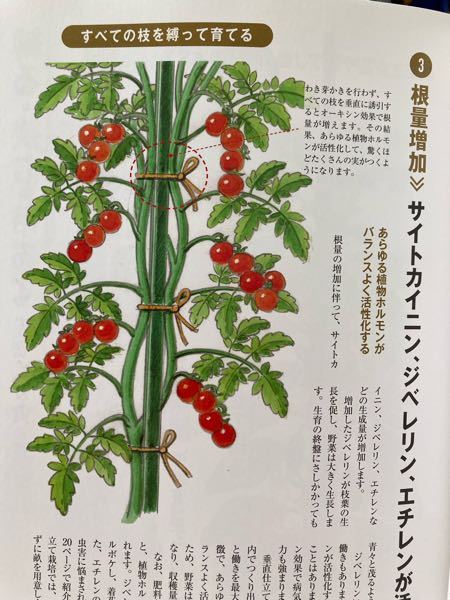 今年から野菜の垂直栽培を始めました。 本を読んで実践していますが、実際に見本のように茎を縛ることは簡単ではありません。 垂直栽培されている方、うまくいっていますか？何かコツがあれば教えて頂きたいです。