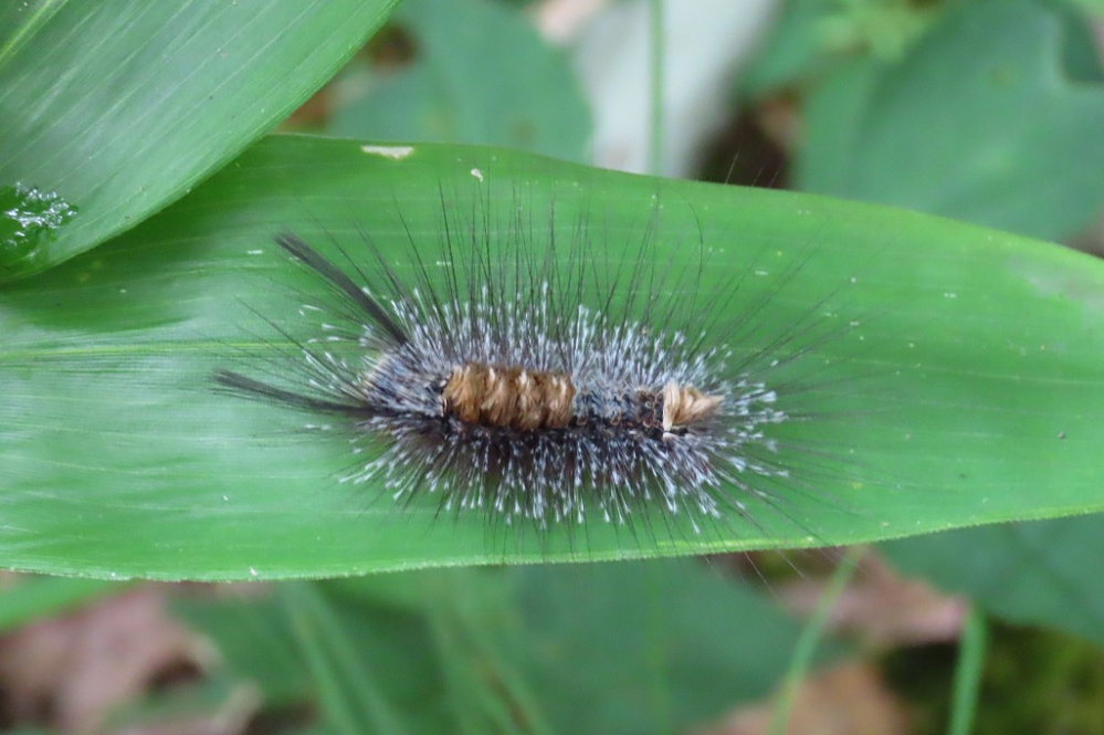 この毛虫は蛾の幼虫だと思うのですが何という蛾の幼虫でしょうか？
