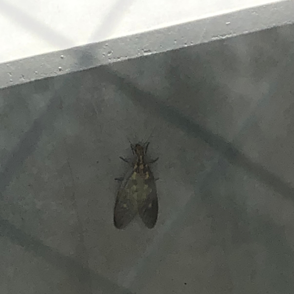 見たことない虫がベランダにいました。 生まれて30年間北海道在住ですが、初見です！ 色んな虫を掛け合わせたみたいな感じです。 気持ち悪くて、気になってしまいました、、正体わかる方いらっしゃいま...