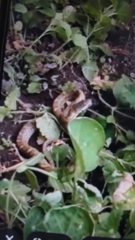 こちらのヘビは何というヘビでしょうか？ 画像ぼやけてて申し訳ないです。 庭にいたんですが子どももいるので毒ヘビじゃないか心配です。九州住まいです。 この画像で分かる方宜しくお願い致します。