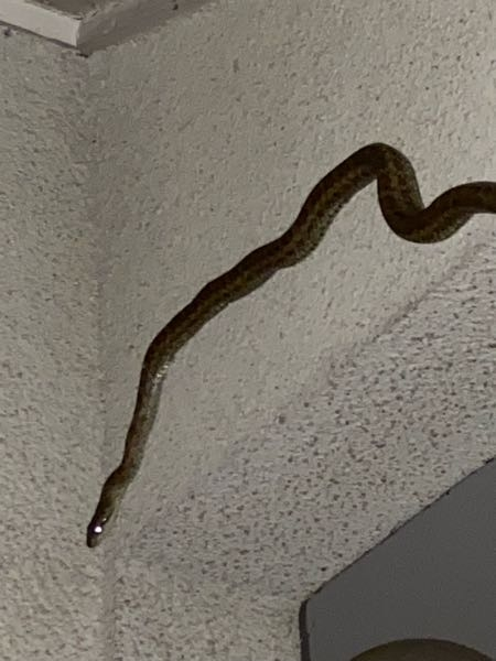家に画像のヘビが出たのですが、無毒でしょうか？ヘビが出た場合はどう対応すれば良いでしょうか？