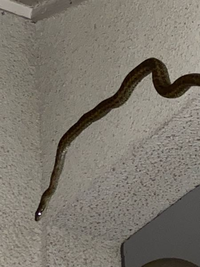 家に画像のヘビが出たのですが、無毒でしょうか？ヘビが出た場合はどう対応すれば良いでしょうか？ 
