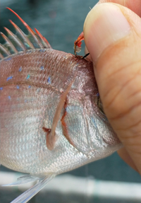 釣り歴3ヶ月の初心者です チャリコ という魚についてお聞きし Yahoo 知恵袋