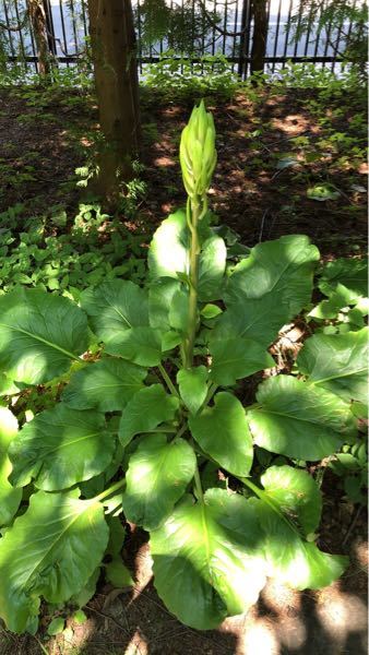 これはなんて言う植物ですか ウバユリ もしくはオオウバユリ Yahoo 知恵袋