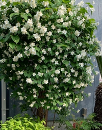 この花木の名前を教えてください 5月に咲いていました バイ Yahoo 知恵袋