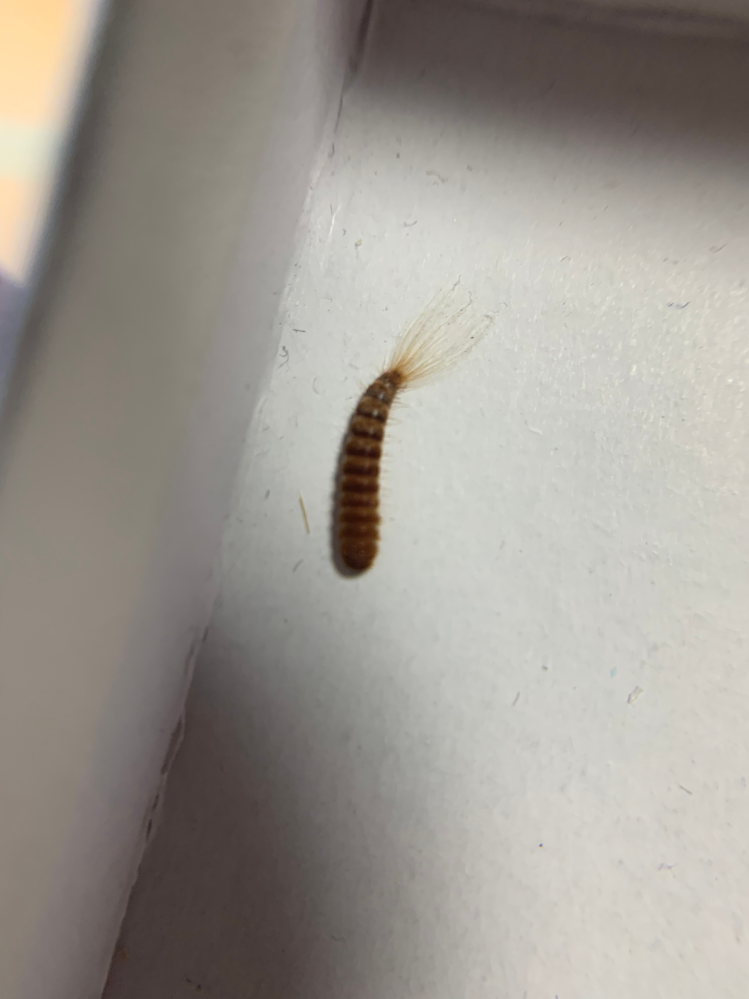 虫に詳しい方！これはなんていう虫の幼虫ですか？ 東京の畳の部屋からでてきました。多分幼虫かと思うのですがこれはなんていう虫ですか？ 大きさは1cmあるかないかくらいです