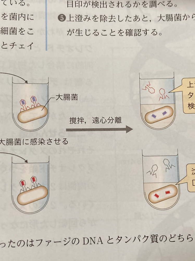 高校1年の生物基礎です Dnaの範囲で出てくる ハーシーとチェイ Yahoo 知恵袋