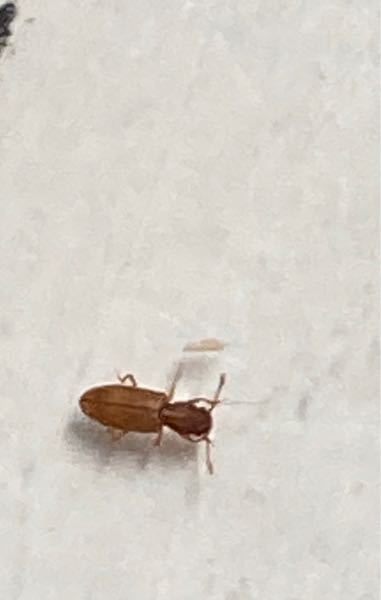 この虫の名前わかる人いますか？害はありますか？大きさはごま粒くらいです。 どういう生態なのかも教えて下さい。