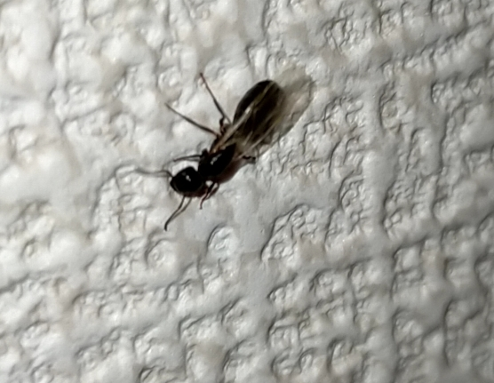 この画像の虫はシロアリでしょうか？ 九州に住むものです。 玄関の天井に蟻のような虫を見つけたのですが、羽があった為シロアリでは無いかと不安に思っています。 見かけたのは1匹だけでした。