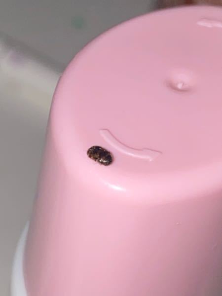 背中がまだらな点々の虫が部屋にいました。 これは何の虫でしょうか。