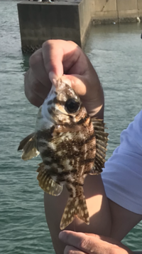 写真は千葉県の外房の堤防で釣れた魚です この魚の名前がわかる方が Yahoo 知恵袋