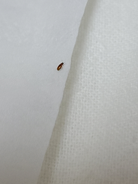 最近家の中にこういう虫がいます 1ミリ未満の小さい虫です どういう Yahoo 知恵袋