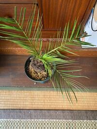 メルカリで購入したヤシが弱った状態で届きました メルカリで Yahoo 知恵袋