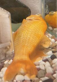 4年買っていた金魚が この様にくの字に曲がってしずんでいました この子はもう助 Yahoo 知恵袋