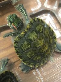 亀の皮膚に白いモケモケが付いてます 水カビでしょうか 脱皮 Yahoo 知恵袋
