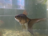 この金魚の種類はなんですか ペットショップでミックス水槽にいました Yahoo 知恵袋