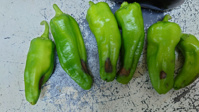 万願寺唐辛子か獅子唐かピーマンだったかは分からないんですが 黒いところが気 Yahoo 知恵袋