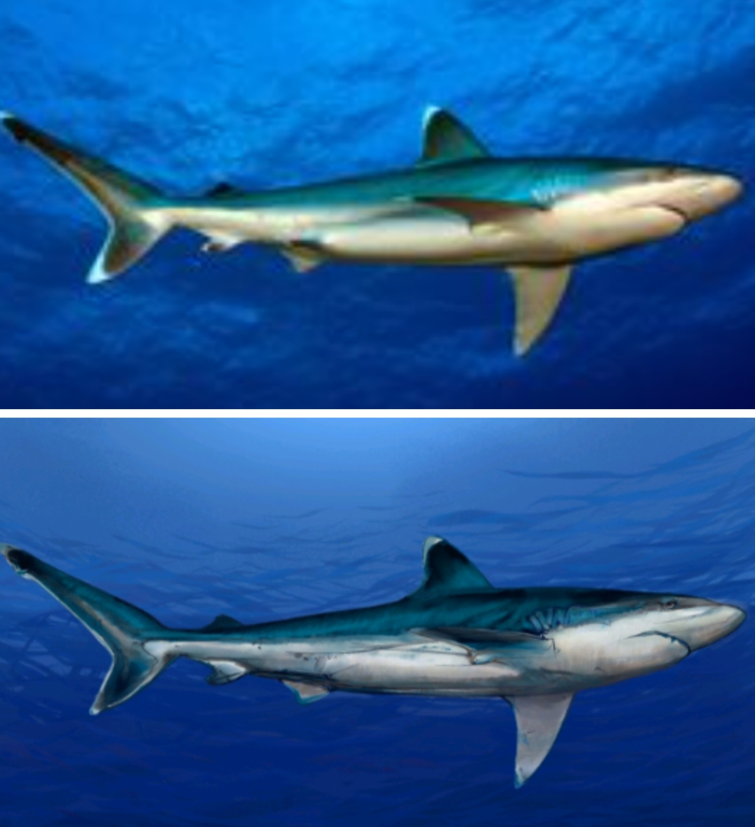 おはようございます 来ますよね 来ないですよ 絵画カテとアクアリウム Yahoo 知恵袋