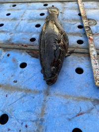 荒川汽水域で初めて見る魚が釣れましたなんの魚かわかる方いらっしゃいますか Yahoo 知恵袋