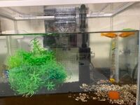 金魚生体をお店で購入する時にビニール袋に酸素を入れてもらえますがあの状 Yahoo 知恵袋