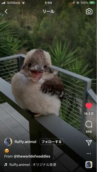 このモコモコの可愛らしい鳥の名前を教えてください 