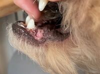 犬の口のできものについて質問です 先程気づいたもので犬歯がちょうどあ Yahoo 知恵袋