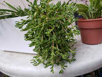 これはセダムでしょうか 名前がわかったら教えてください あと花は咲きますか Yahoo 知恵袋