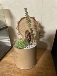 以前サボテンと多肉植物を購入しました 最近多肉植物の方が枯れてきてし Yahoo 知恵袋