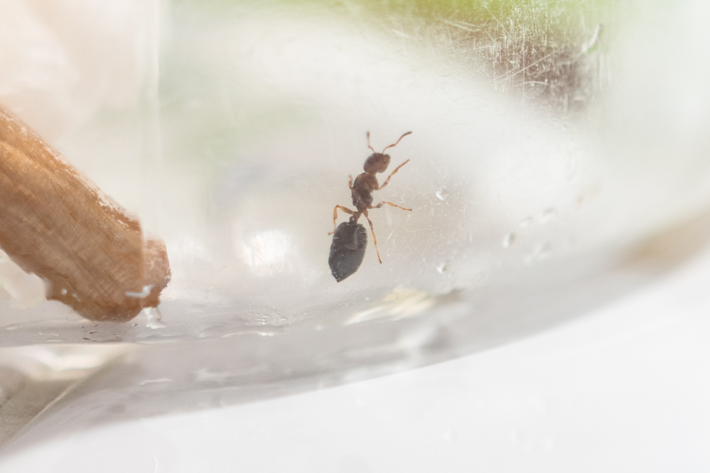 この蟻の種類はなんでしょうか 最初羽が付いていたので 女王アリだ Yahoo 知恵袋